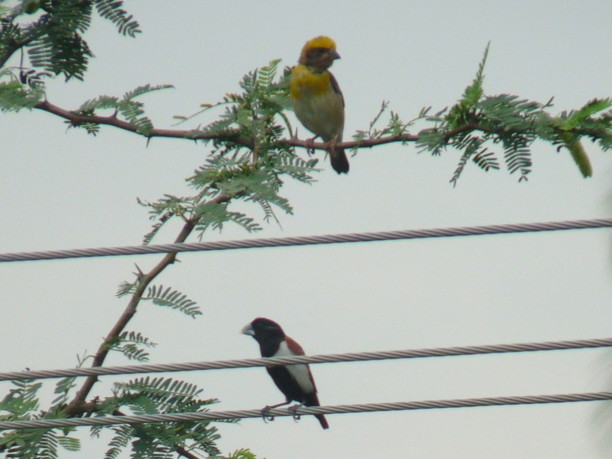 Baya Weaver - ML643023761