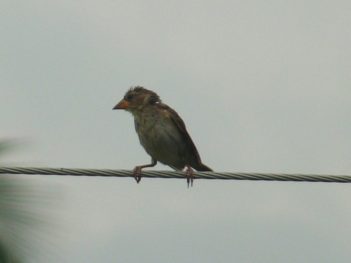 Baya Weaver - ML643023762