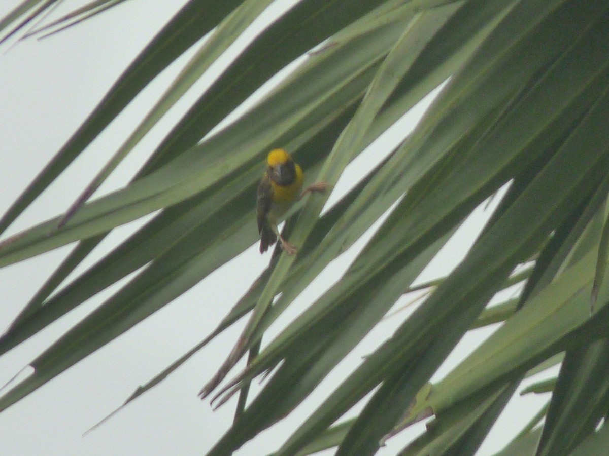 Baya Weaver - ML643023763