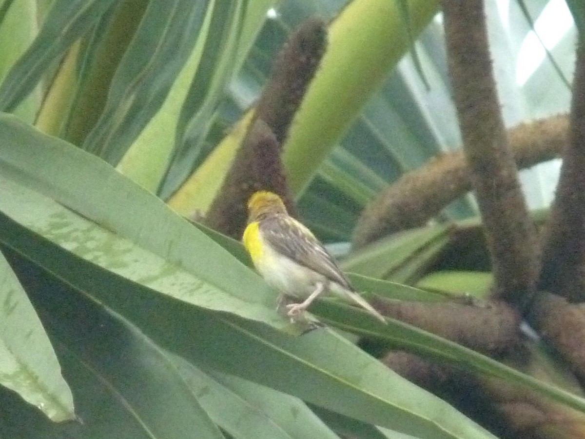 Baya Weaver - ML643023764