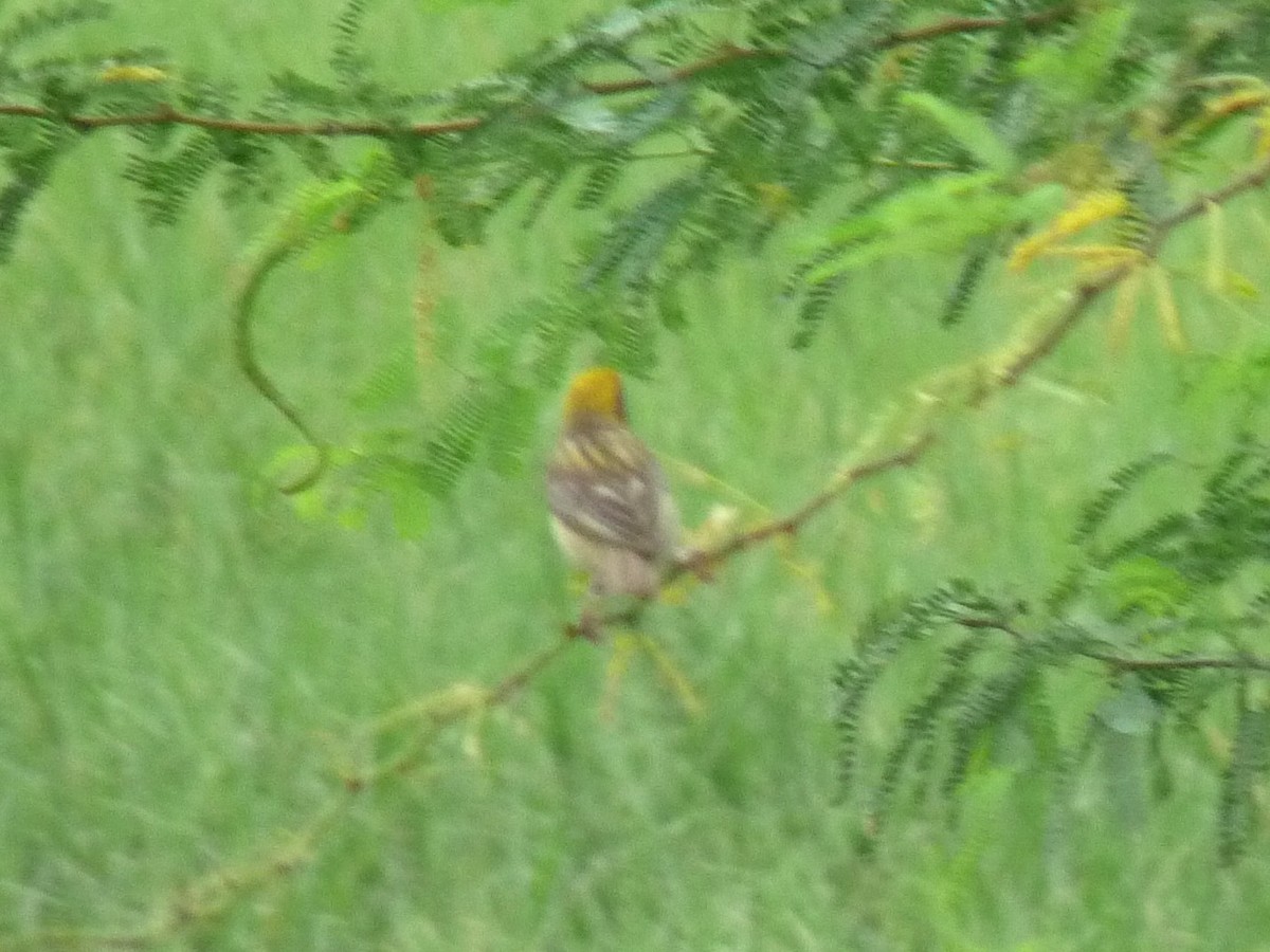 Baya Weaver - ML643023765