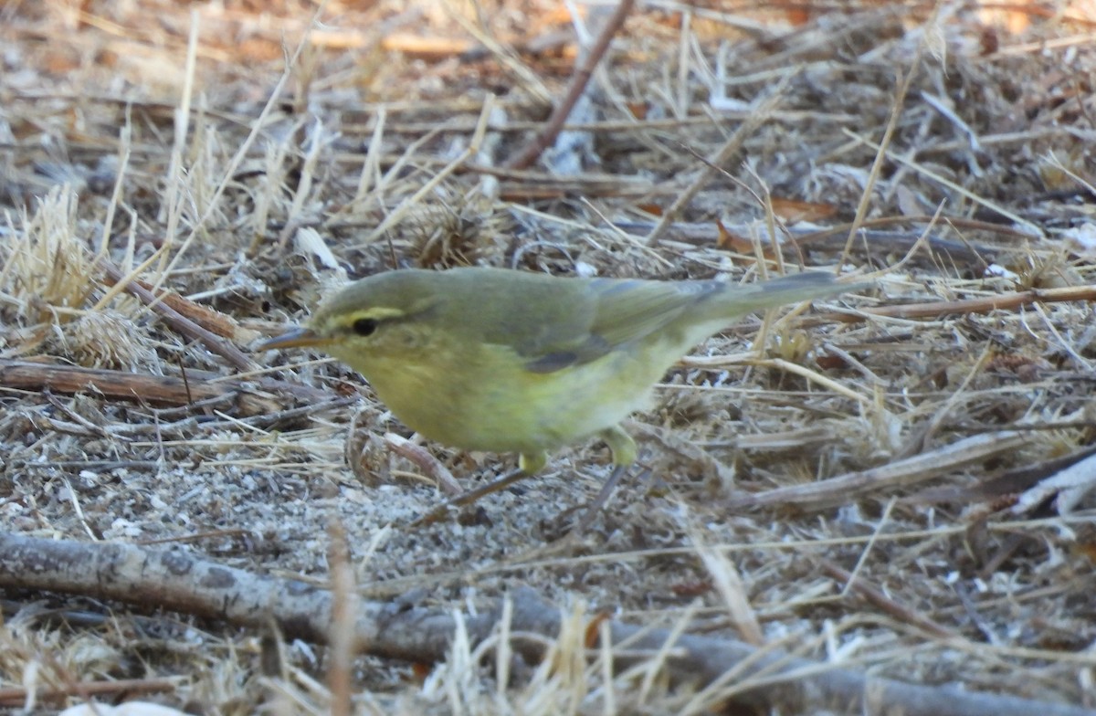 עלווית אפורה - ML643023769