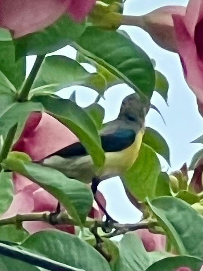 צופית סגולה - ML643023776