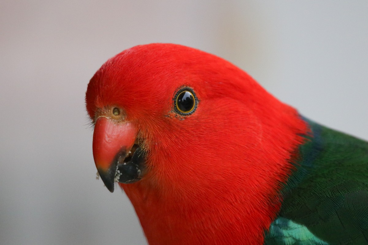 Australian King-Parrot - ML643023785