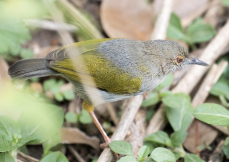 Green-backed Camaroptera (Gray-backed) - ML643023788
