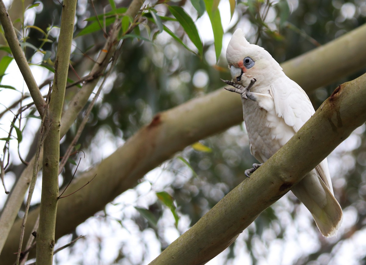 Little Corella - ML643023789