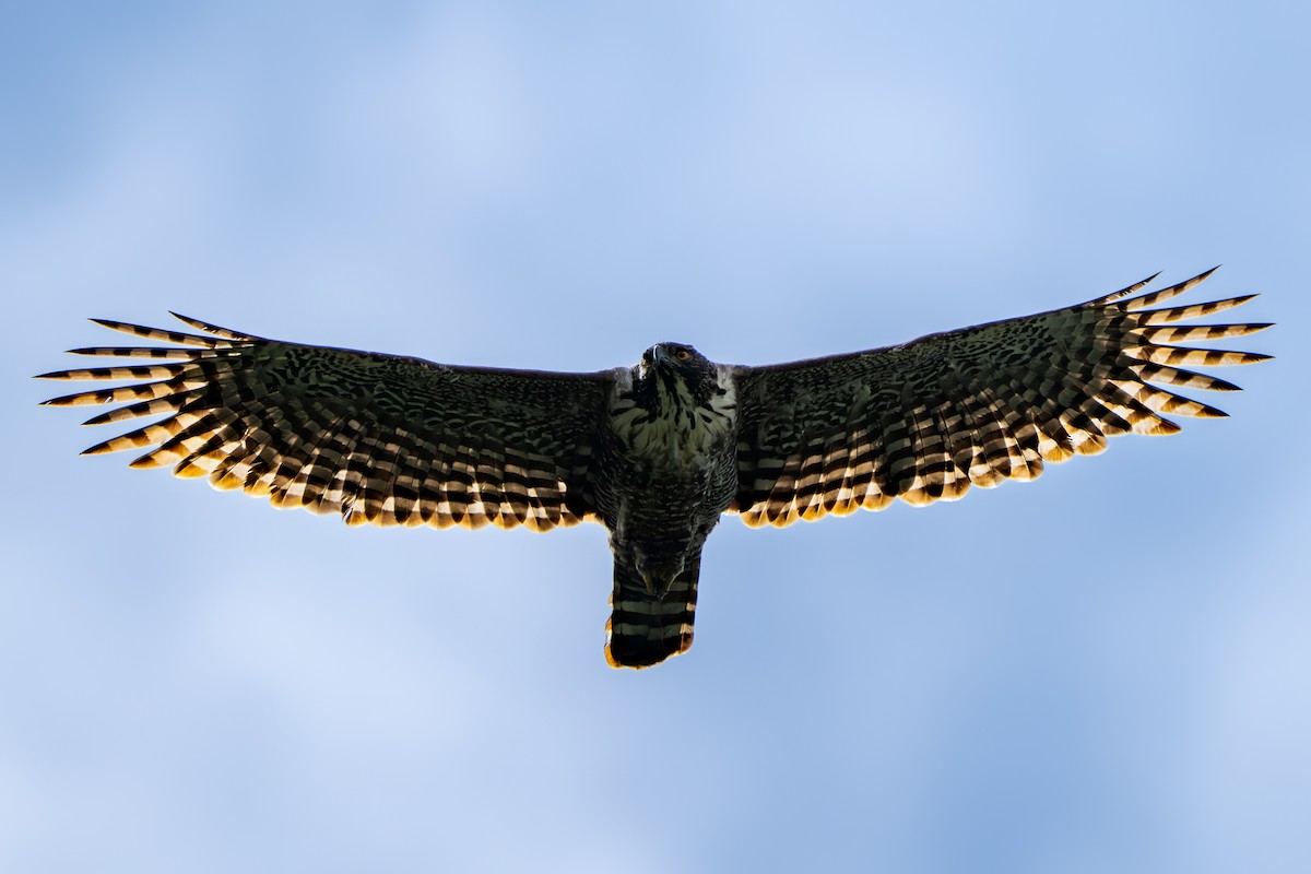 Mountain Hawk-Eagle - ML643023801