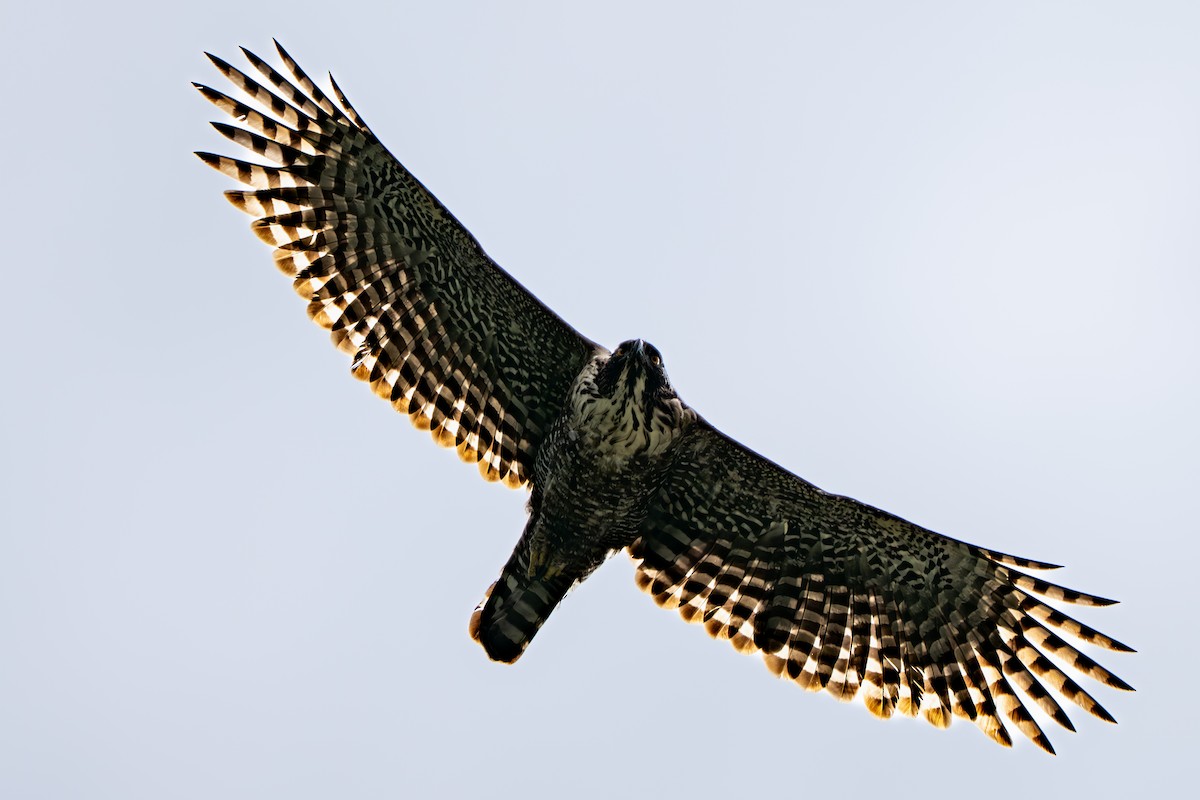 Mountain Hawk-Eagle - ML643023802