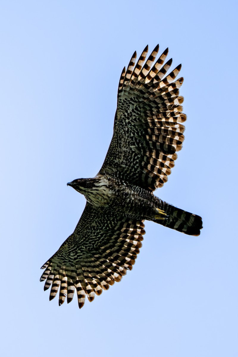 Mountain Hawk-Eagle - ML643023803
