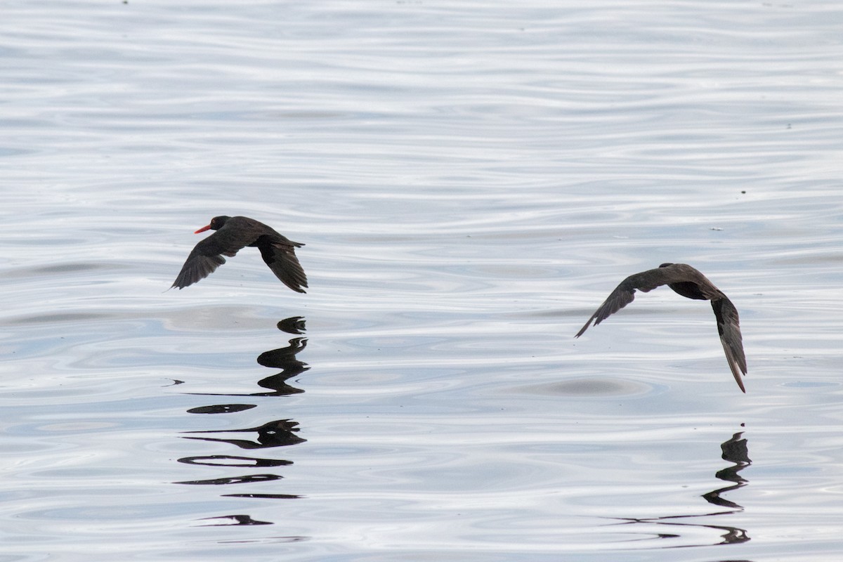 Black Oystercatcher - ML643023814