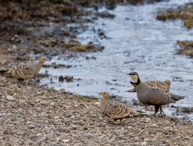 Yellow-throated Sandgrouse - ML643023832