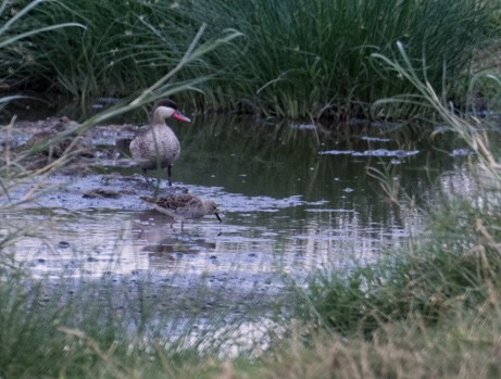 Red-billed Duck - ML643023845
