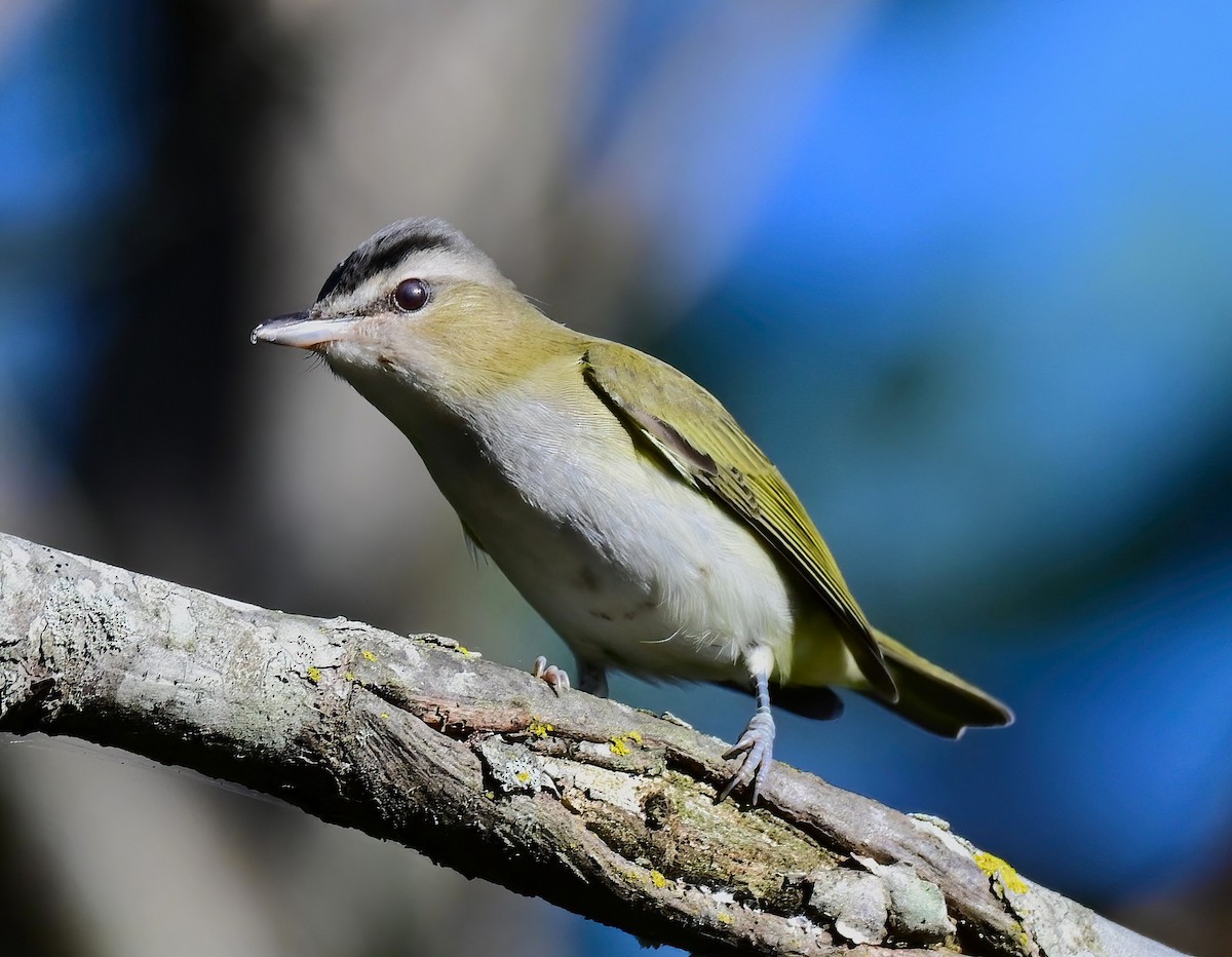 Red-eyed Vireo - ML643023852
