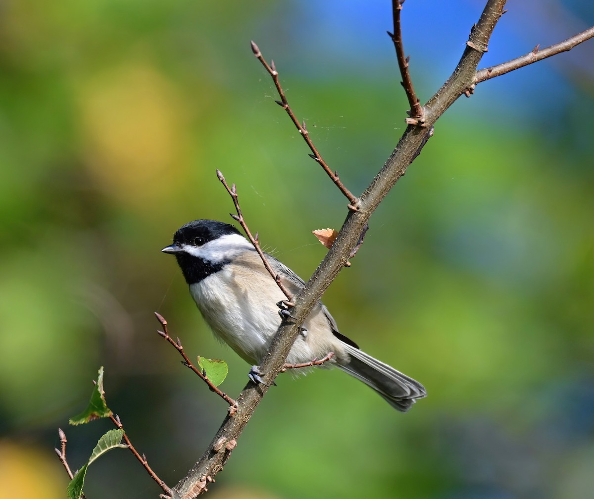Carolina Chickadee - ML643023853