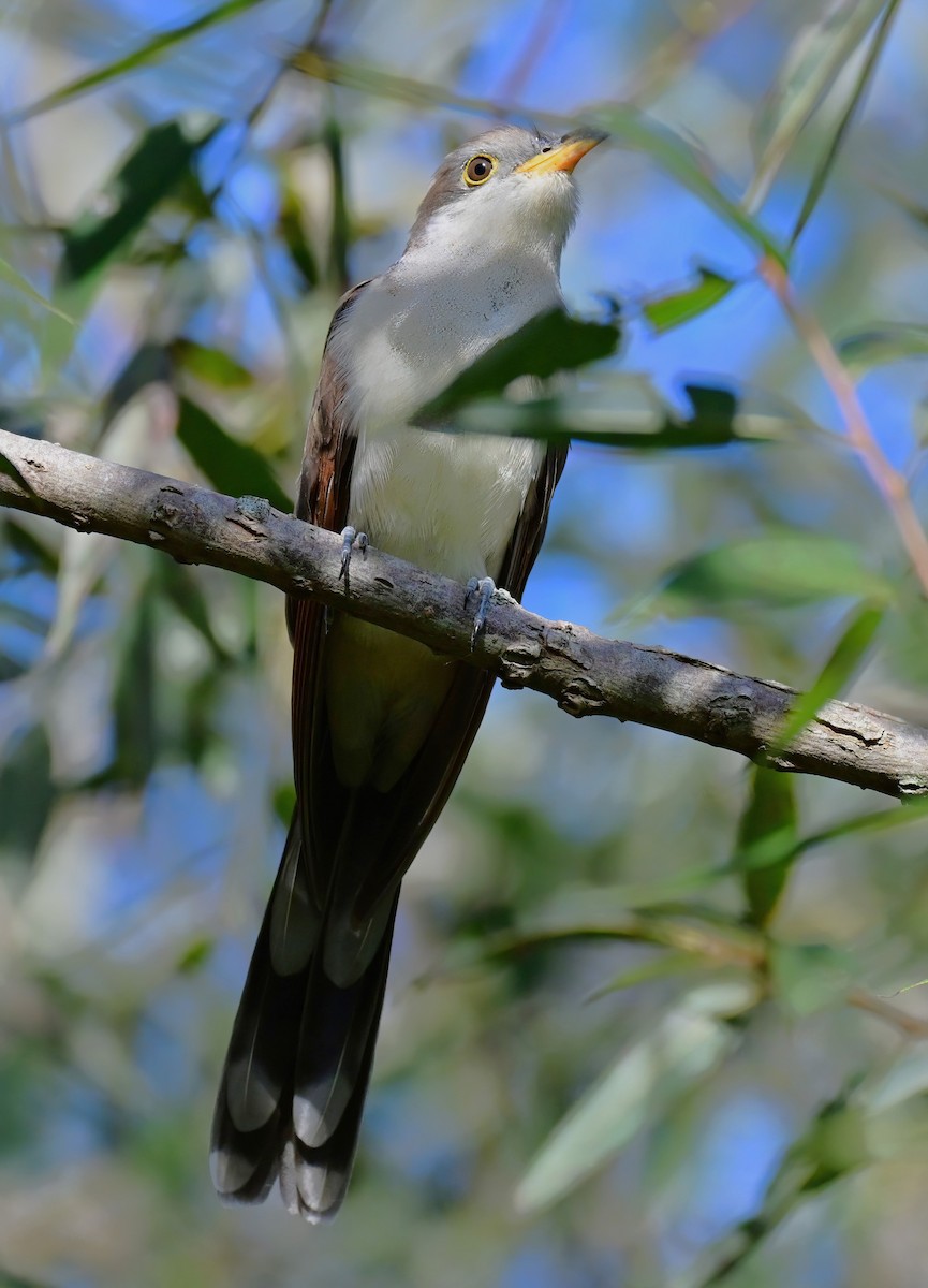 Yellow-billed Cuckoo - ML643023856