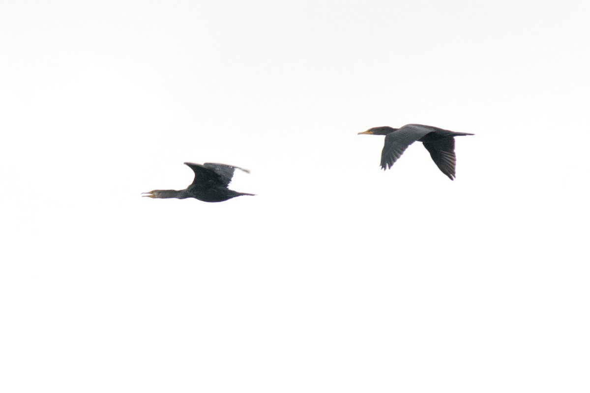 Cormoran à aigrettes - ML643023867