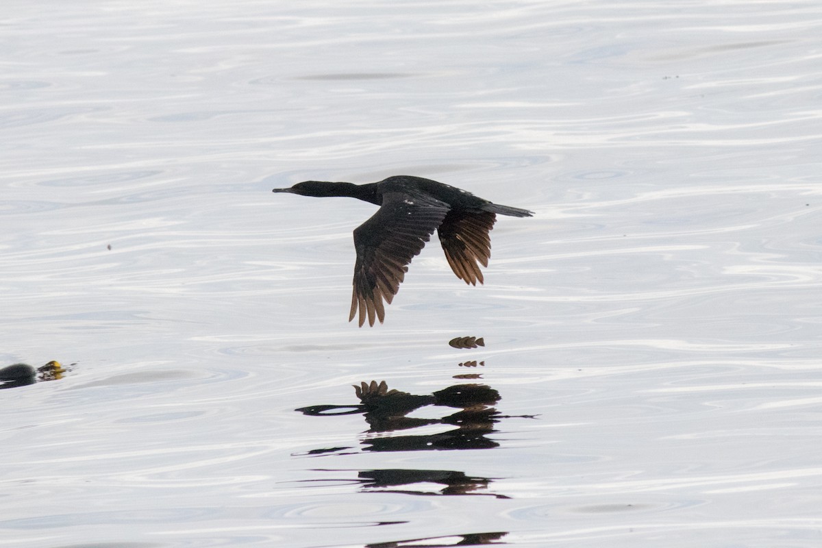 cormoran sp. - ML643023874