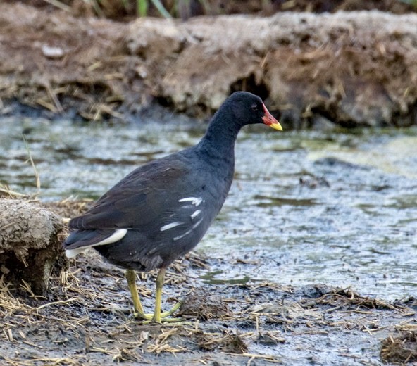 Gallinule poule-d'eau - ML643023875