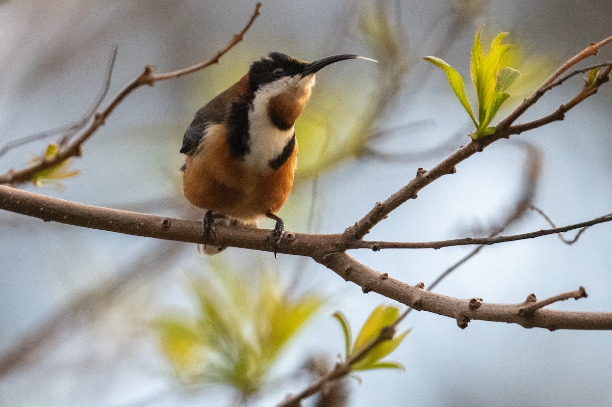 Eastern Spinebill - ML643023893