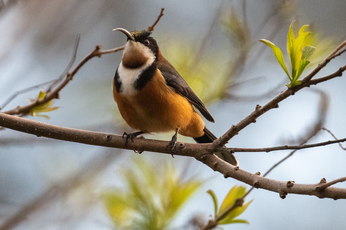 Eastern Spinebill - ML643023894