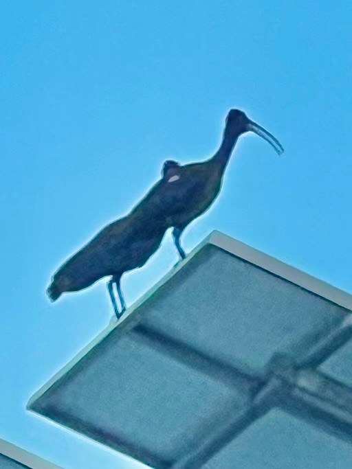 Red-naped Ibis - ML643023902