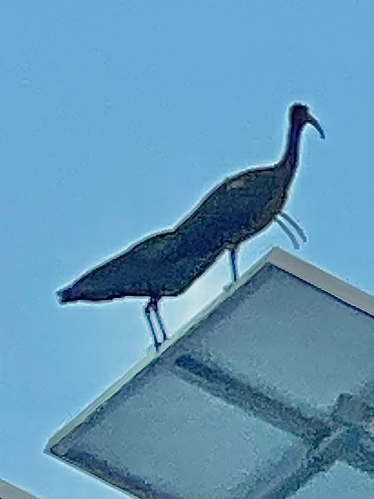 Red-naped Ibis - ML643023903