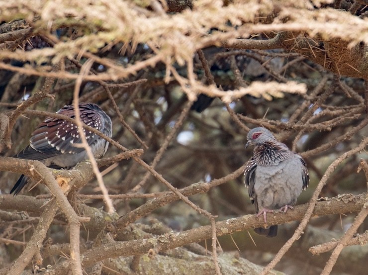 Uso ginearra - ML643023905
