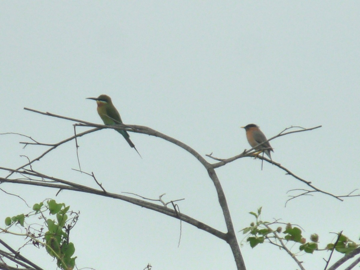 Brahminy Starling - ML643023914