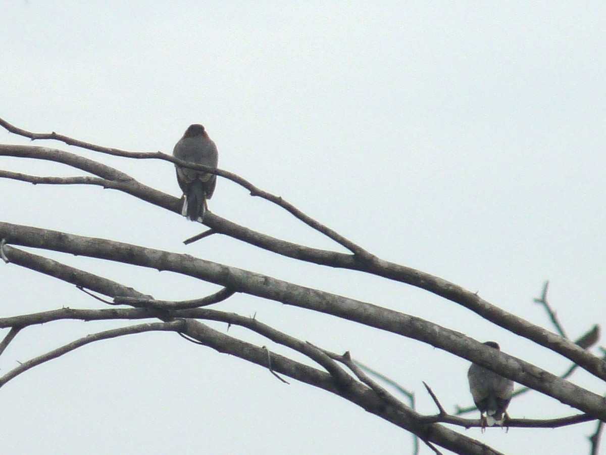 Brahminy Starling - ML643023915