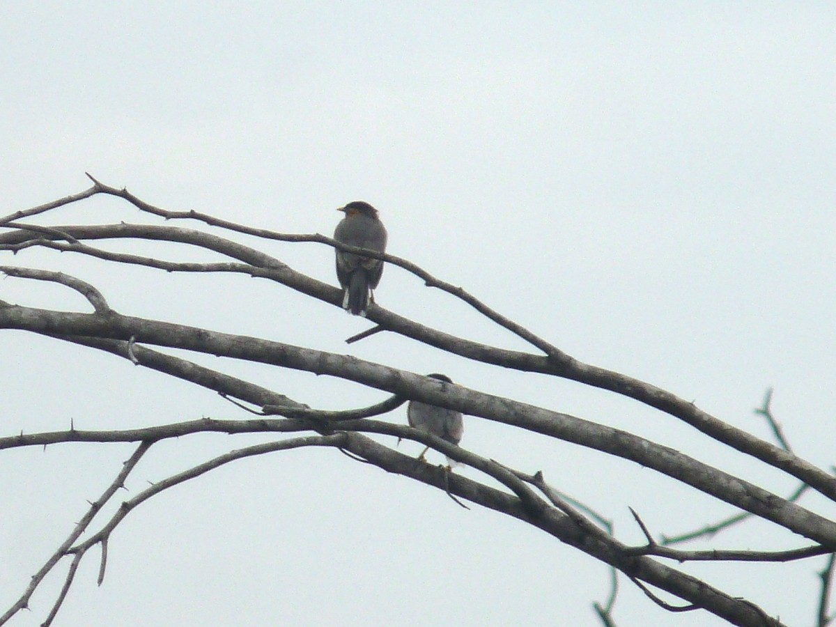 Brahminy Starling - ML643023916