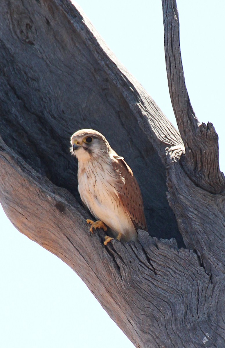 Nankeen Kestrel - ML643023918