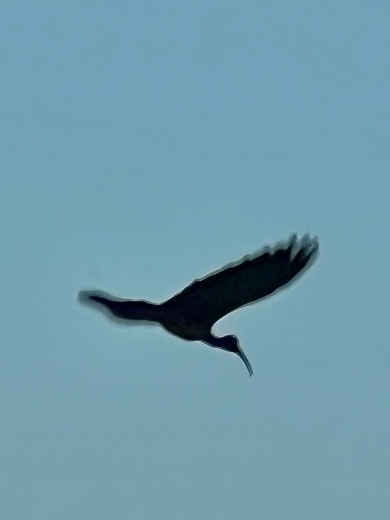 Red-naped Ibis - ML643023920