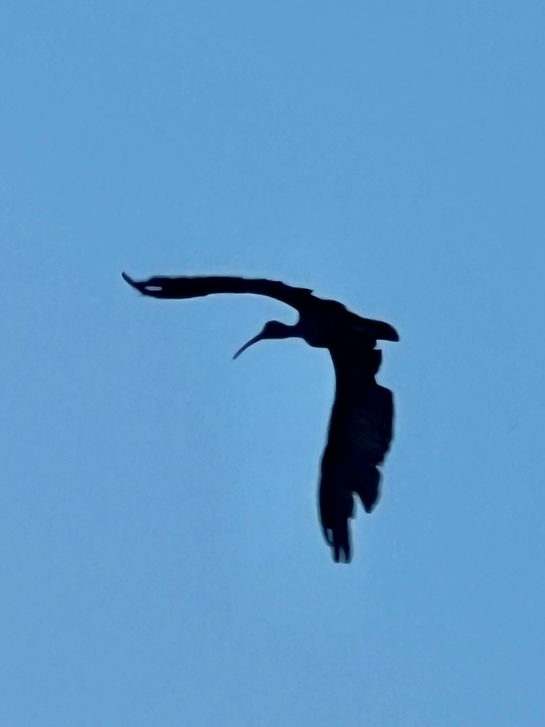 Red-naped Ibis - ML643023921