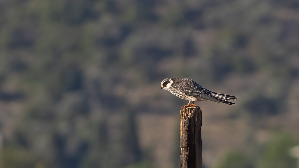 Red-footed Falcon - ML643023926