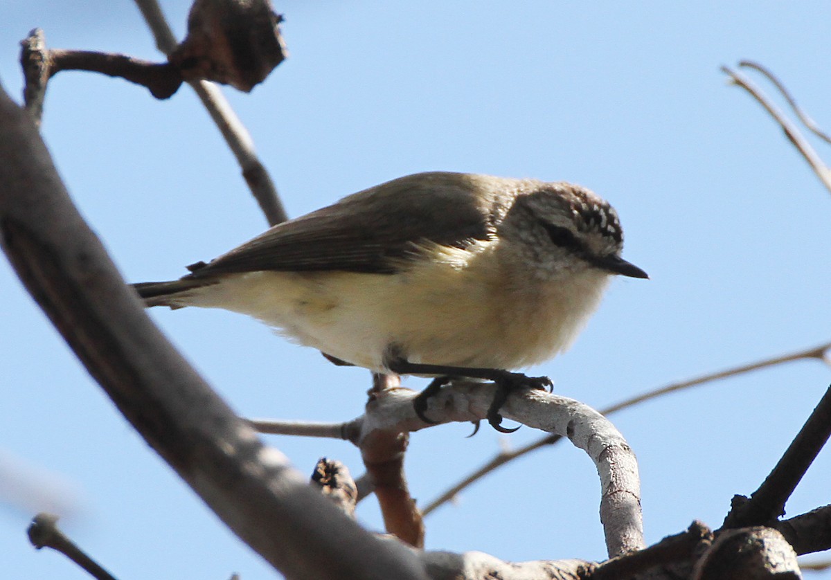 Yellow-rumped Thornbill - ML643023964