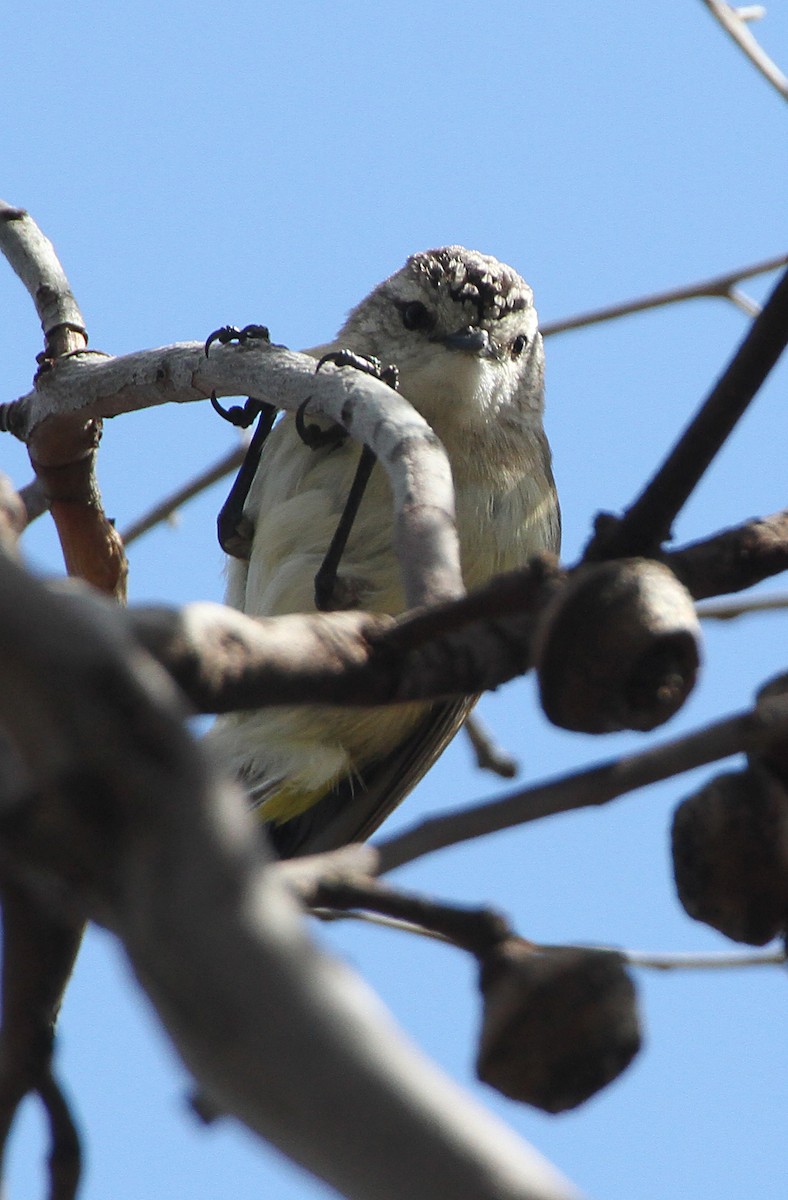 Yellow-rumped Thornbill - ML643023965