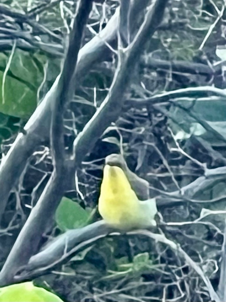 Purple Sunbird - ML643023979