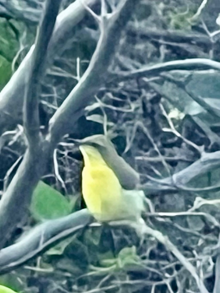 Purple Sunbird - ML643023980