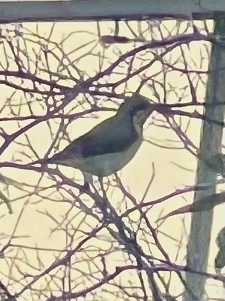 Purple Sunbird - ML643023981