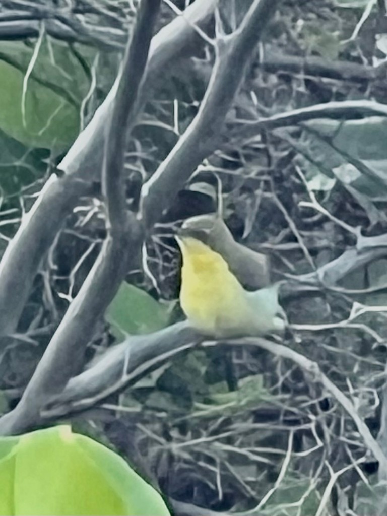 Purple Sunbird - ML643023983