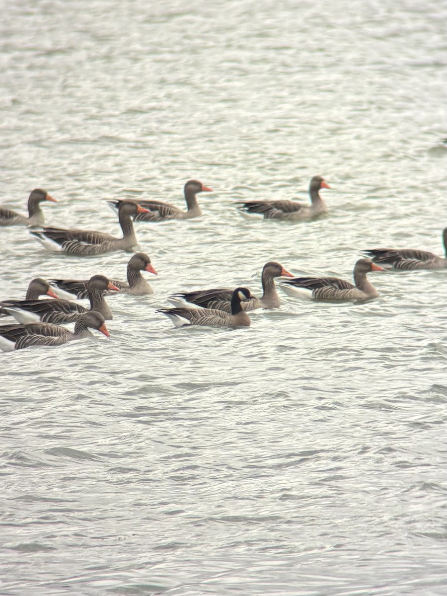 Cackling Goose - ML643023984