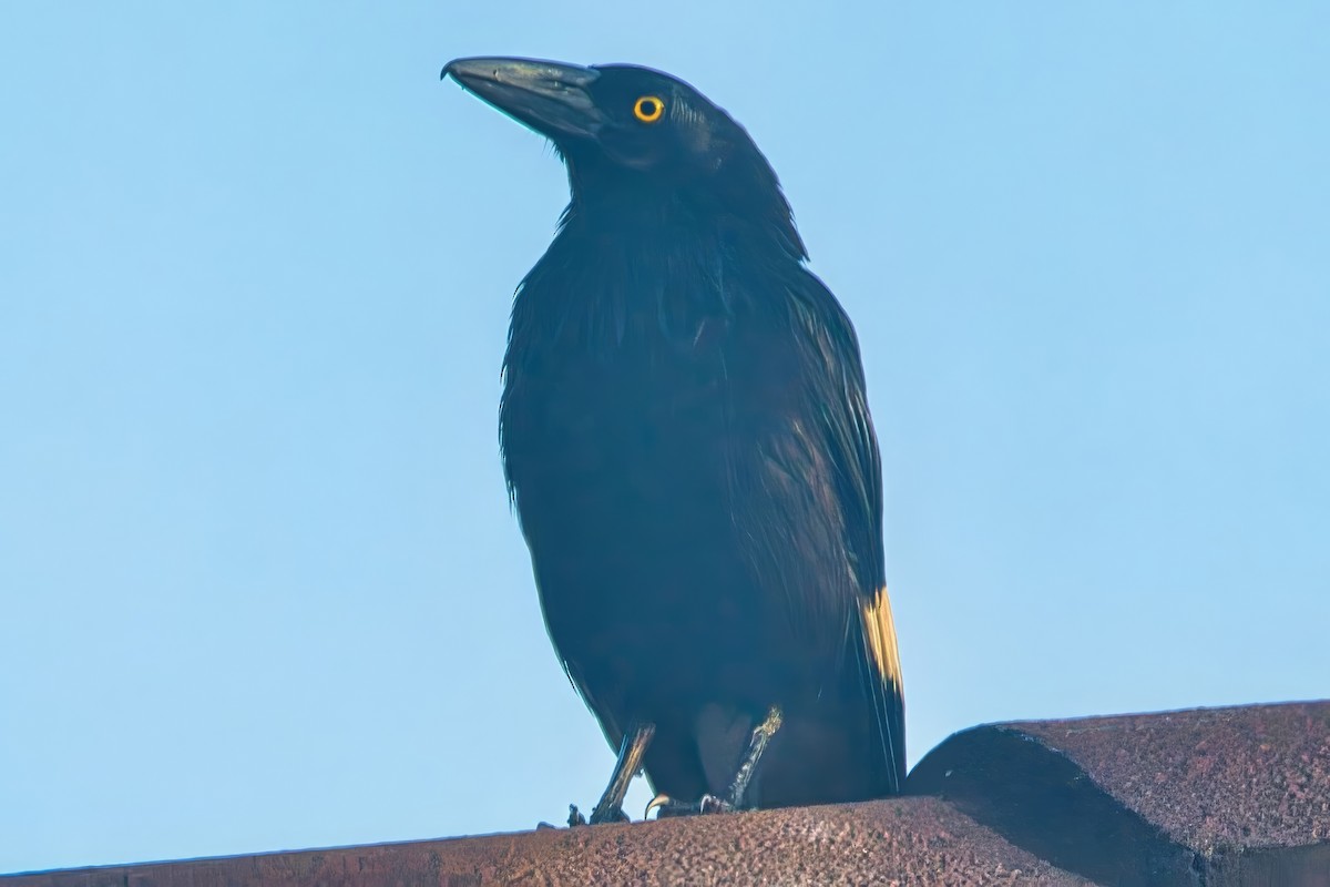 Pied Currawong - ML643023993