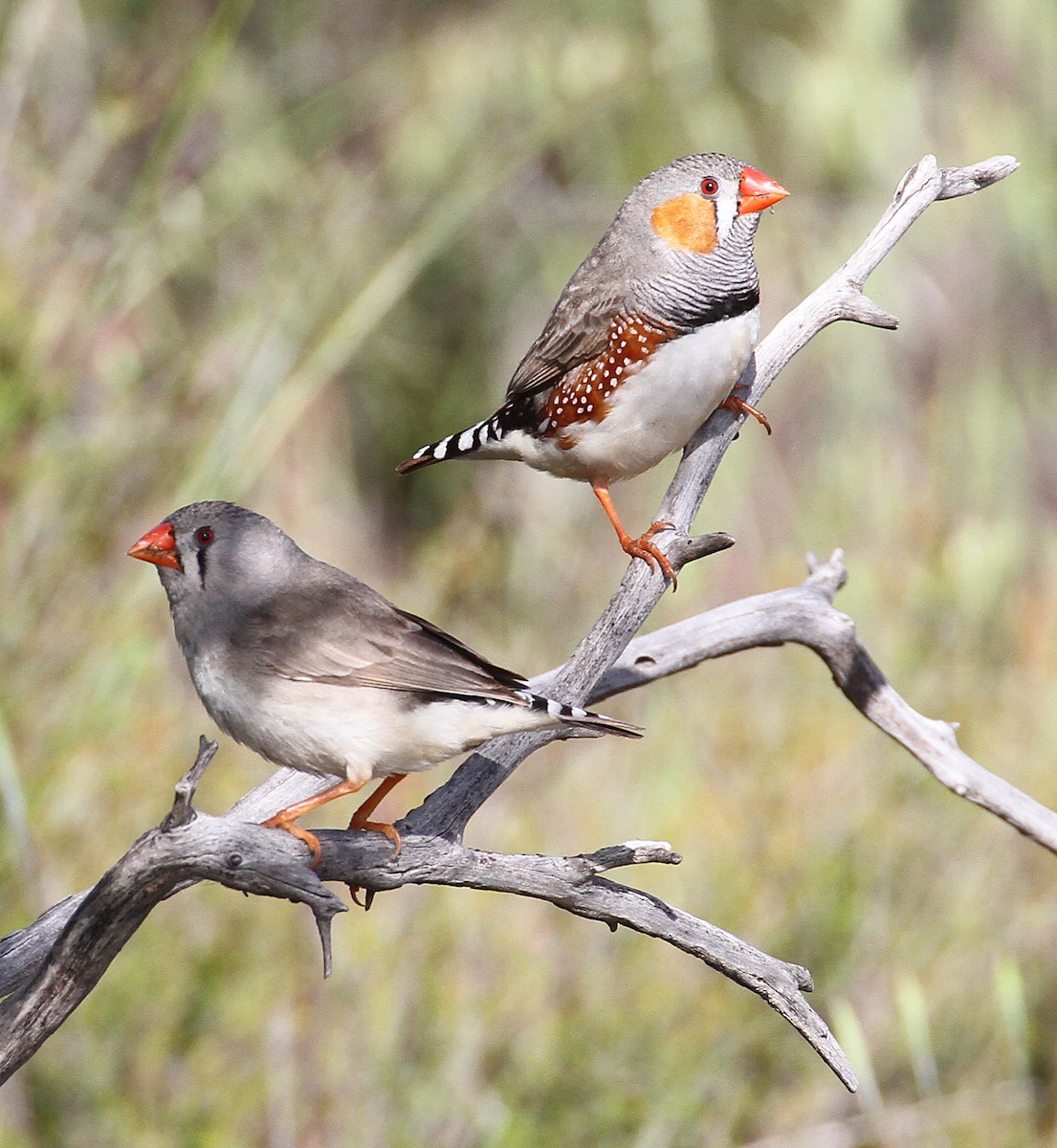 Zebra Finch (Australian) - ML643024025