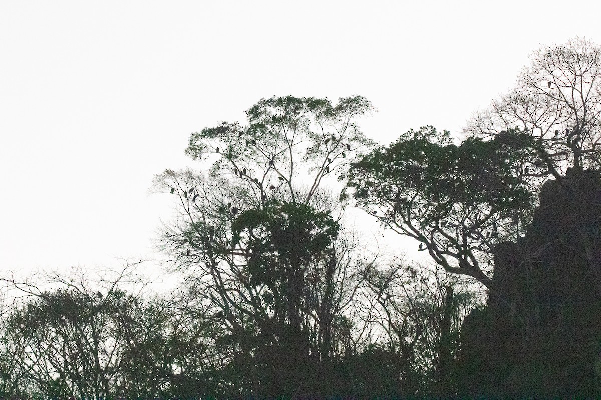 Урубу - ML643024055
