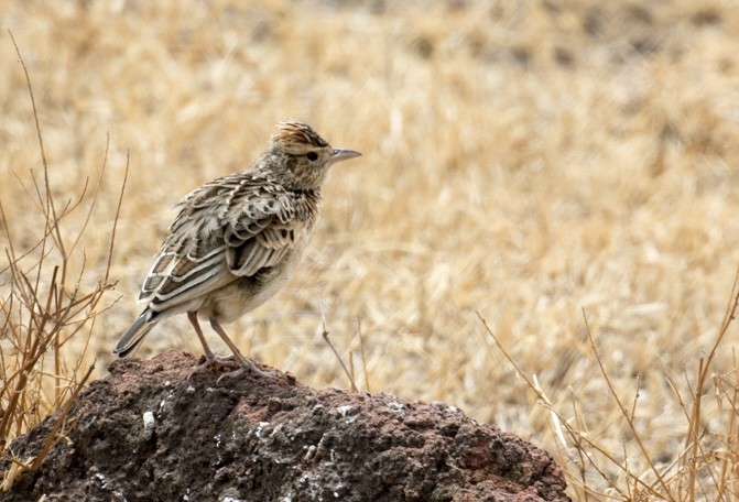Rufous-naped Lark - ML643024060