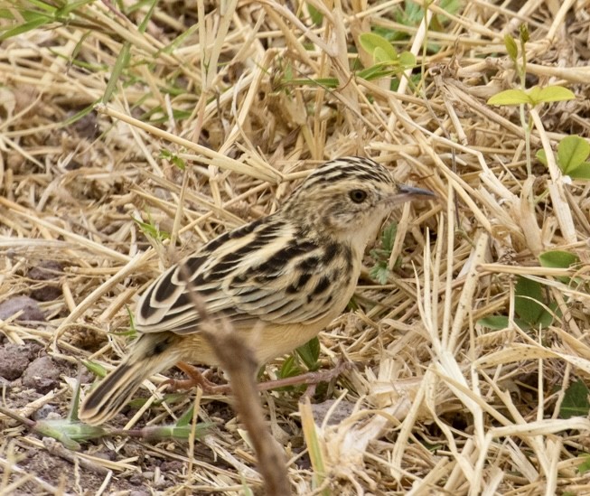 Таміка віялохвоста (підвид terrestris/uropygialis) - ML643024065