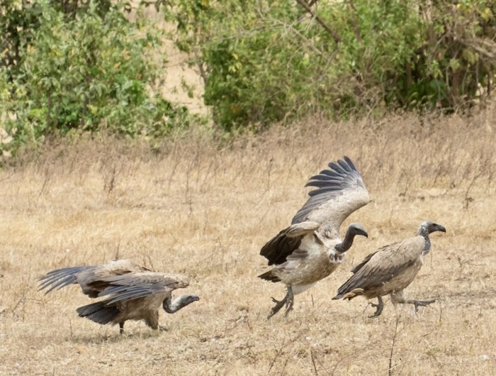 White-backed Vulture - ML643024081