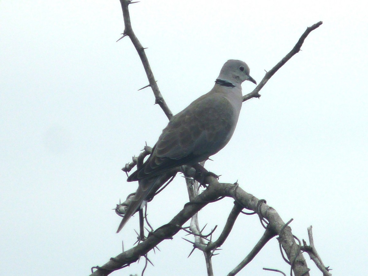 Eurasian Collared-Dove - ML643024091