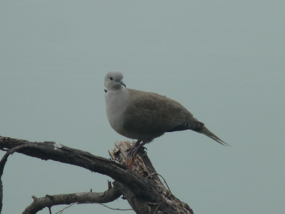 Eurasian Collared-Dove - ML643024092