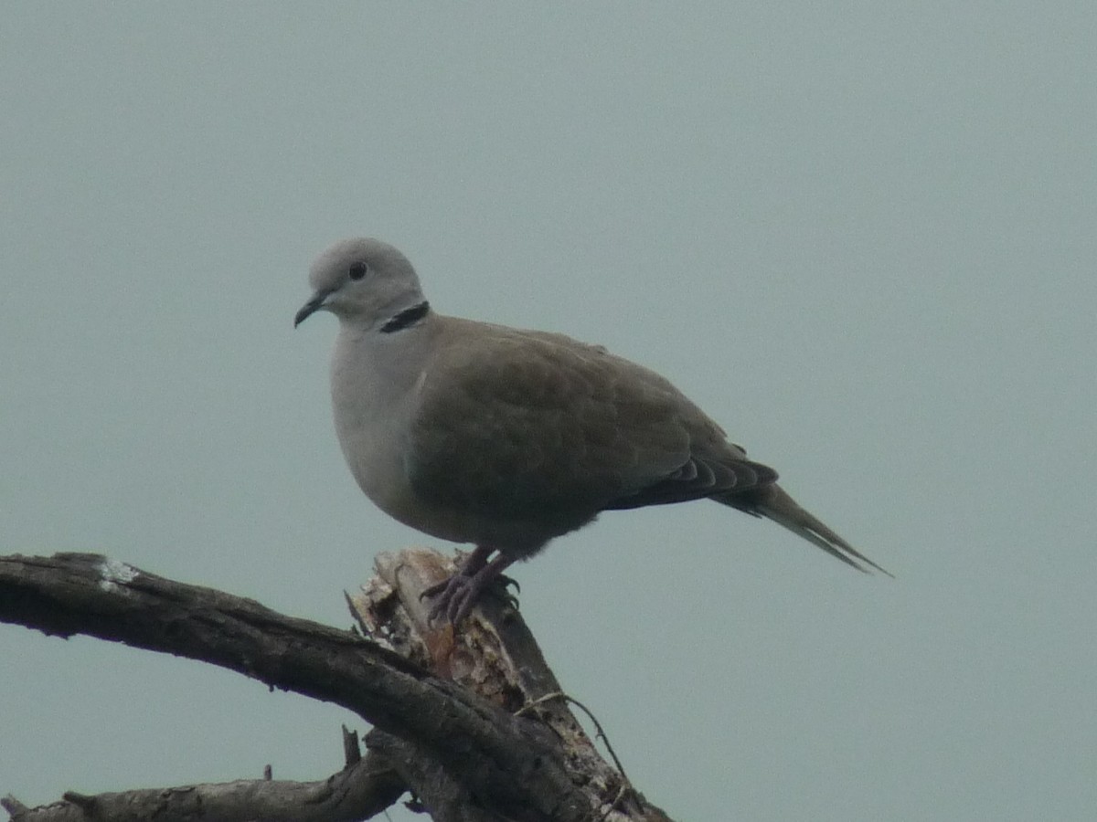 Eurasian Collared-Dove - ML643024093